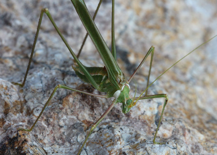Mojave Thread-leg Katydid